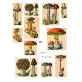 Mushrooms 626